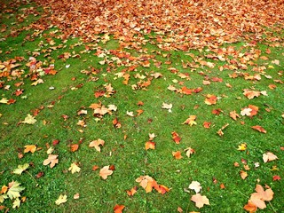 autumn leaves on green grass