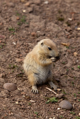 baby marmot eating