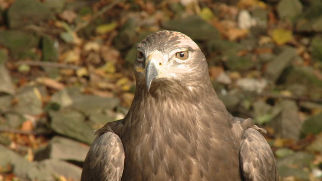 Close up portrait of a wild falcon