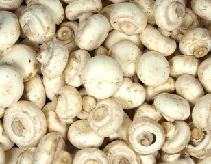 white field mushrooms background
