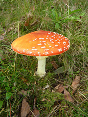 Fly Agaric toadstool
