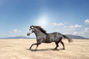 Fototapeta na wymiar Hiszpański koń działa darmo