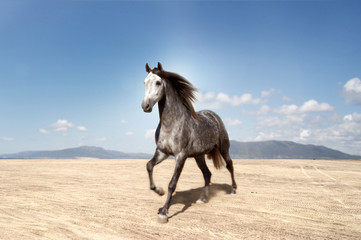 Fototapeta na wymiar Bezpłatne hiszpański konna