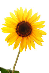 sunflower against white background