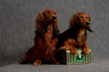 Two teckels with treasure box