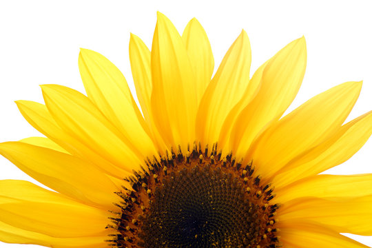 sunflower against white background isolated