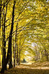 Fototapeta premium Autumn forest