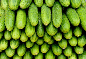 heap of green cucumbers