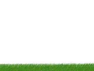 high resolution 3d green grass isolated on a white