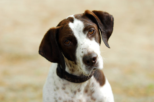 Portrait eines Jagdhundes