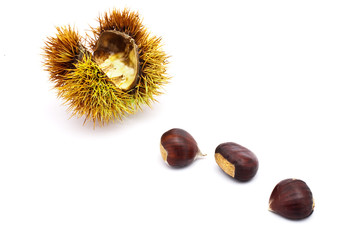 Edelkastanien (Marroni)