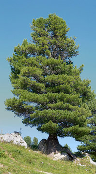 Pinus cembra - Zirbelkiefer, Pinaceae @ Schachen, Wetterstein