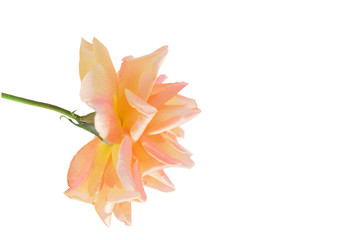 Fototapeta na wymiar spring apricot rose flower