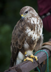 Portrait of a beautiful raptor or falcon.