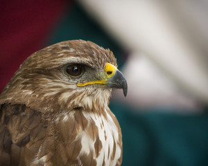 Portrait of a beautiful raptor or bird of prey