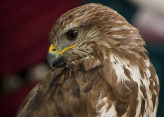 Portrait of a beautiful raptor or bird of prey.