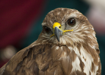 Portrait of a beautiful raptor or bird of prey.