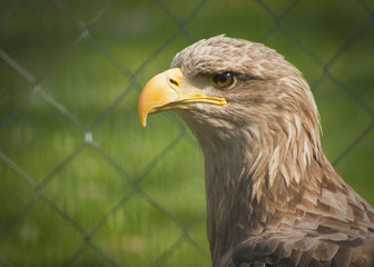 Portrait of a beautiful raptor or bird of prey