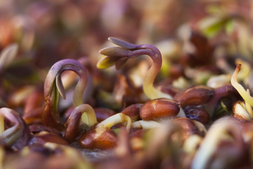 cress sprouts