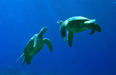 Green Sea Turtles Playing