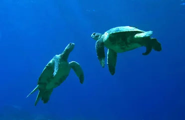 Garden poster Tortoise Green Sea Turtles Playing
