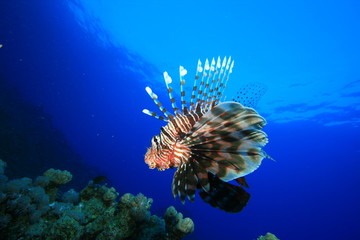 Lionfish
