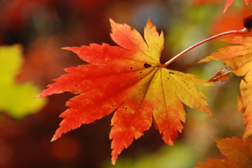 Obraz premium Autumnal maple leaf