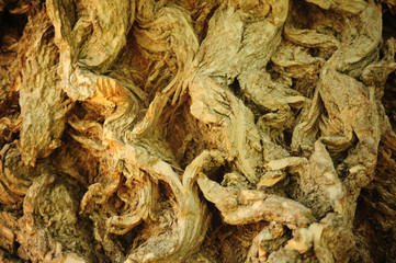 bark macro