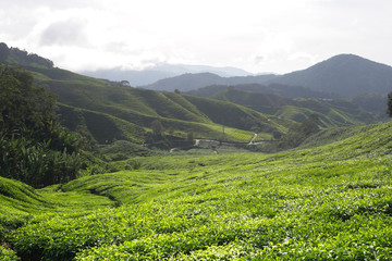 Cameron Highland, Malaysia..