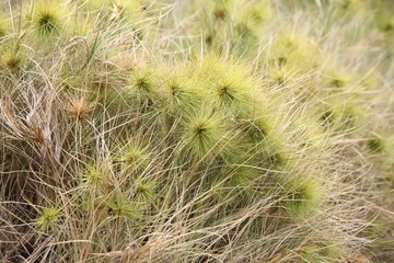 Beach Spinifex Grass - Native Australian Plants