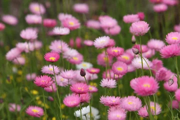 Fototapeten Western Australian Wildflowers © GCPabloImages