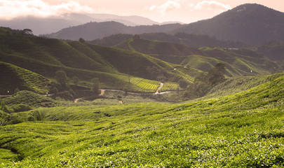 Obraz premium Cameron Highland, Malaysia..