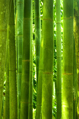 Obraz premium Bamboo forest