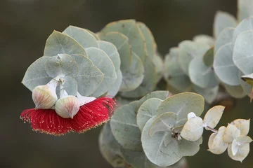 Gordijnen Rose Mallee - Native Australian Wildflower © GCPabloImages
