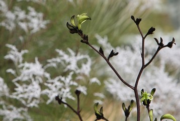 Black Kangaroo Paw - Native Australian Wildflower