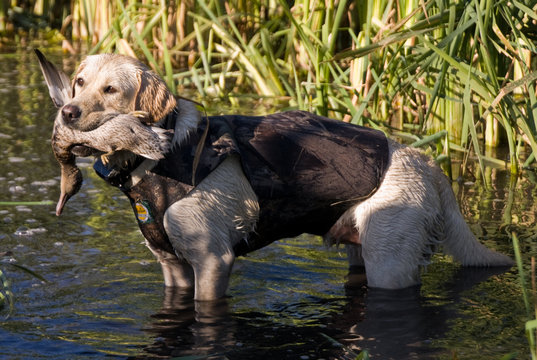 Yellow Lab In Marsh