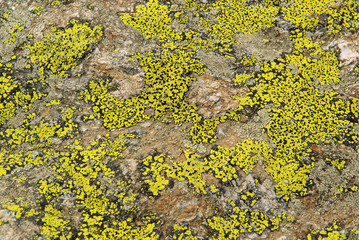 Flechte - lichen 03