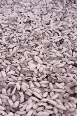 Purple rice