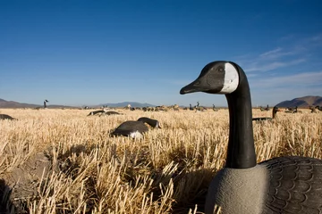 Store enrouleur tamisant sans perçage Chasser Canada Goose Hunting