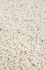 Glutinous rice / 糯稻