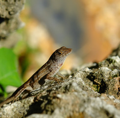 Lizard on stone, Fairchild tropical botanic garden, FL, USA