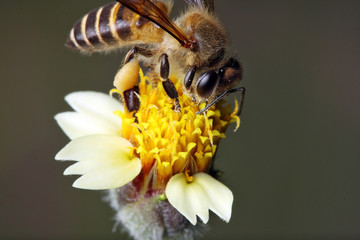 Bee