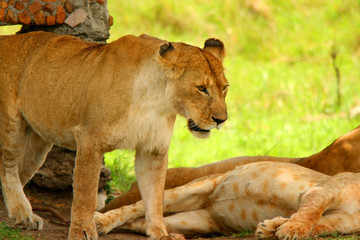 Wild african lioness