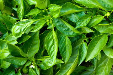 Fototapeta na wymiar Green leafs background