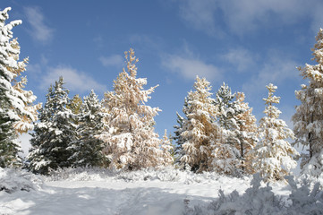 Winter forest