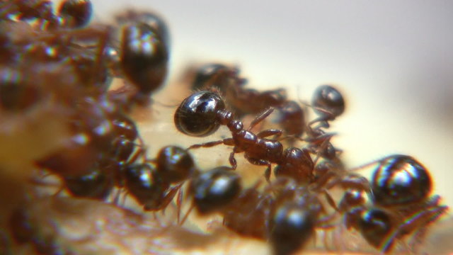 Hormigas
