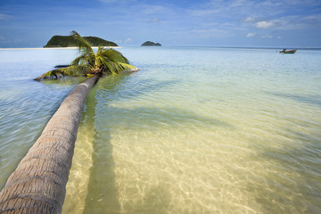 Palm tree in the water. © Stephane BENITO