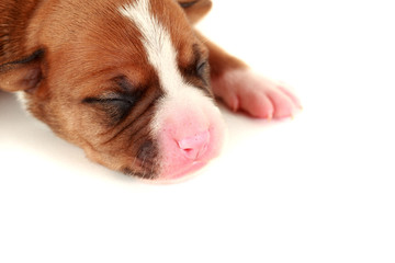Close-up portrait of small, newborn puppy, studio shot