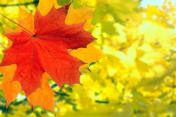 autumn background