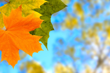 maple leaves background